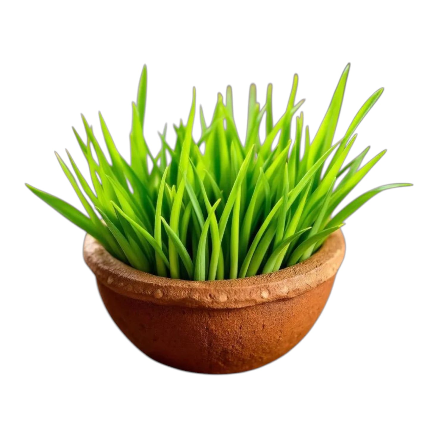 Ganga Mitti for Pooja and Navratri - 500 gms