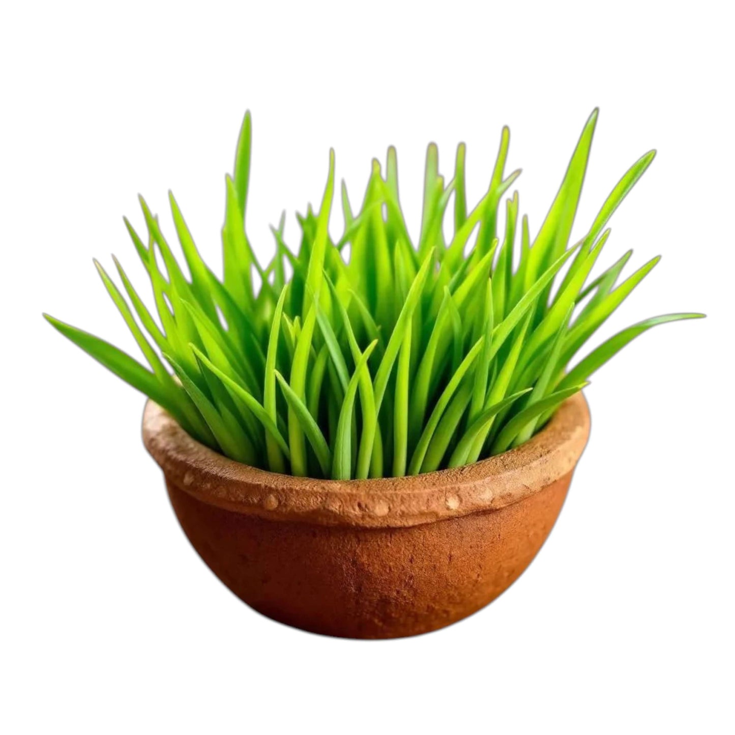 tree pot