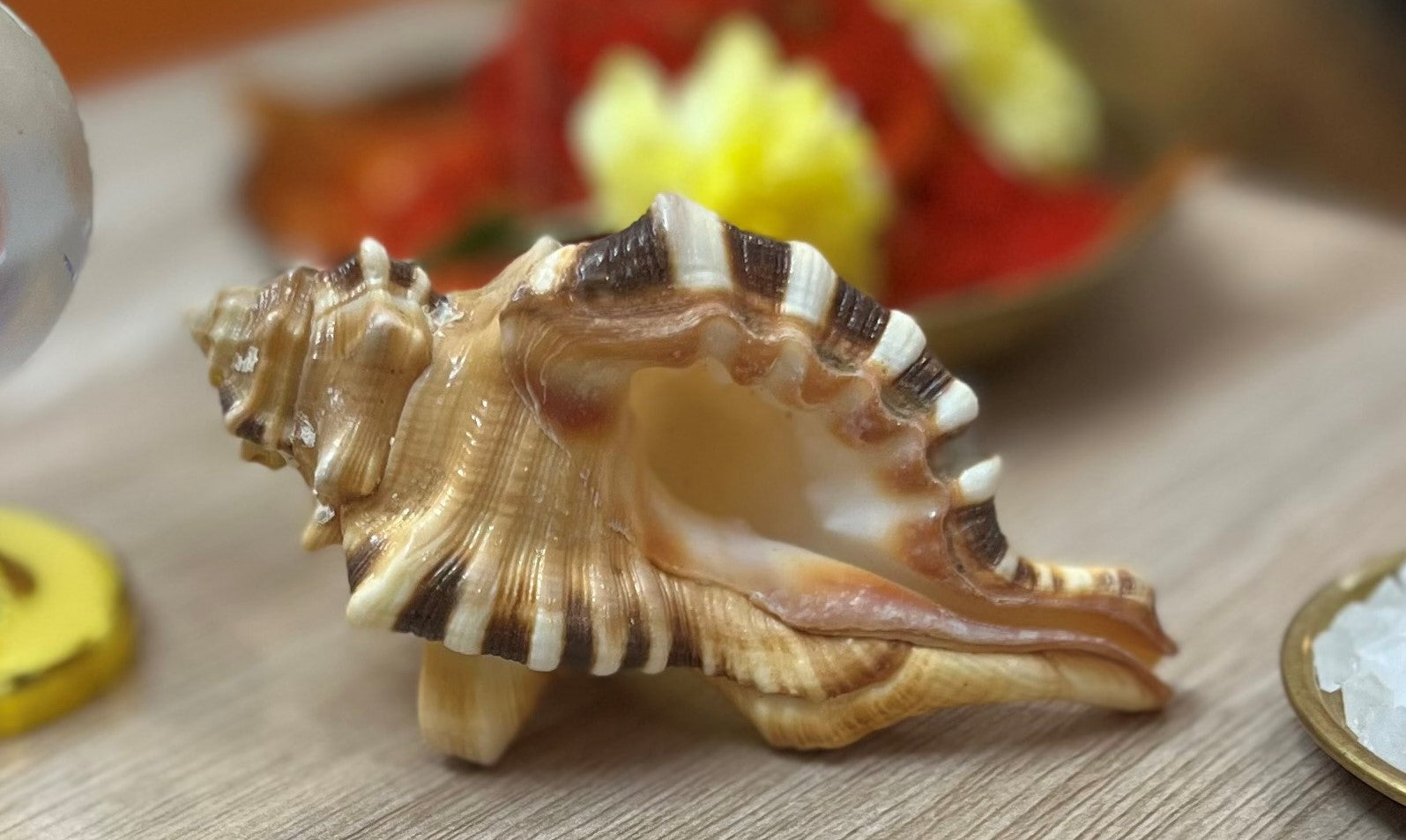 Shankh (conch)