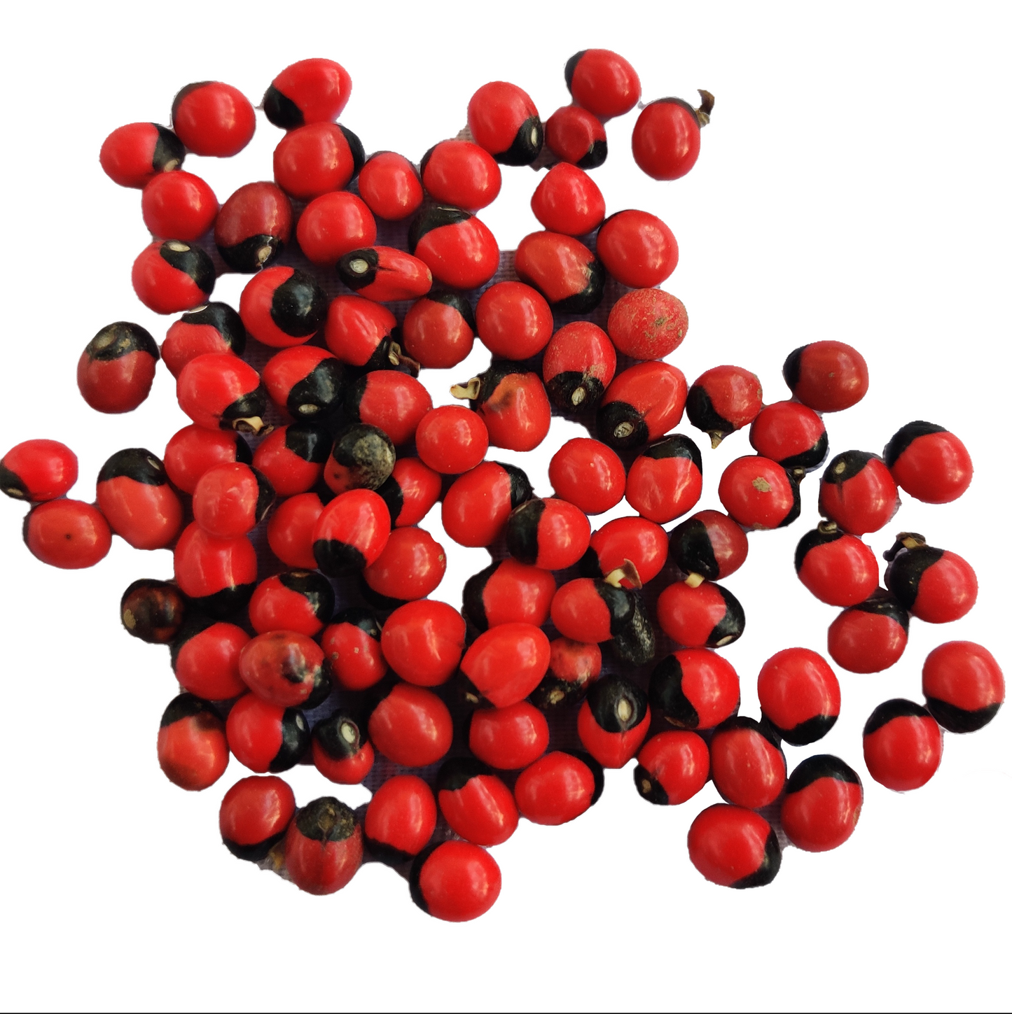Red Gunja Seeds