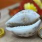 Black and White Cowrie Shells
