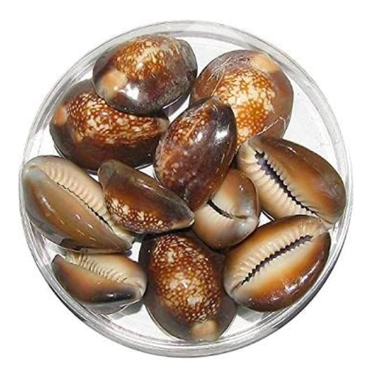 Kaudi / Gavvalu / Cowrie Black Kaudi (Gavvulu) for Pooja