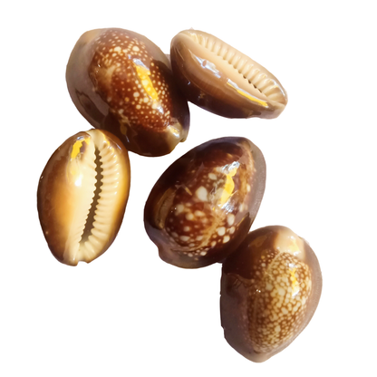 Cowrie Shells