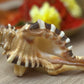 Shankh (conch)