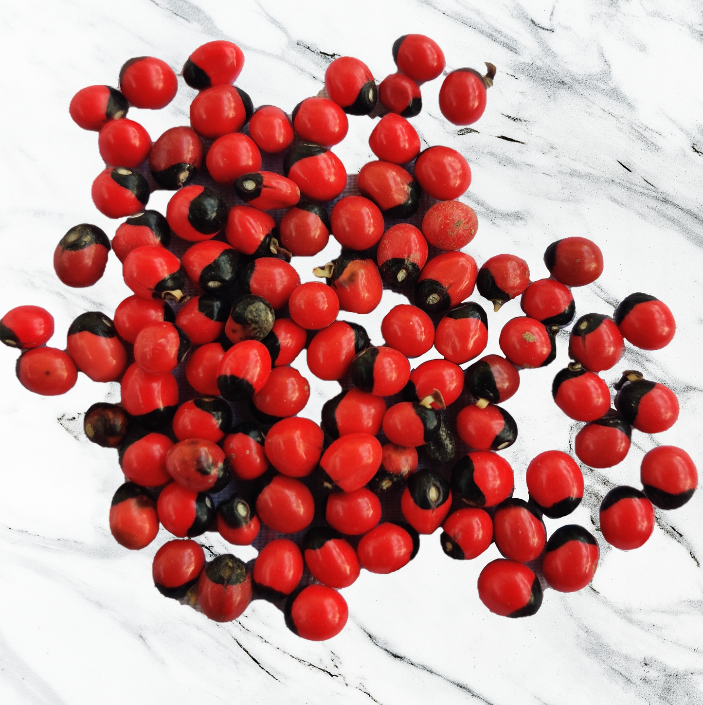 Red Gunja Seeds 