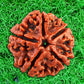 Rudraksha Original Certified 5 Face Rudraksha