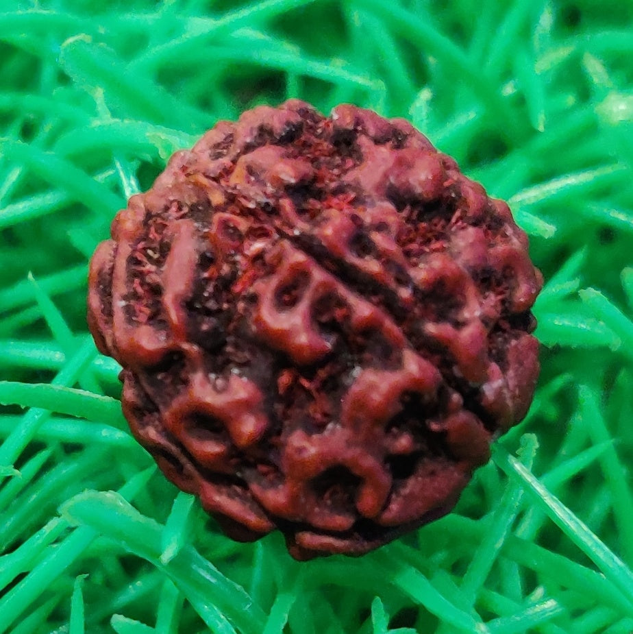 Rudraksha Original Certified 5 Face Rudraksha