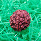 Rudraksha Original Certified 5 Face Rudraksha
