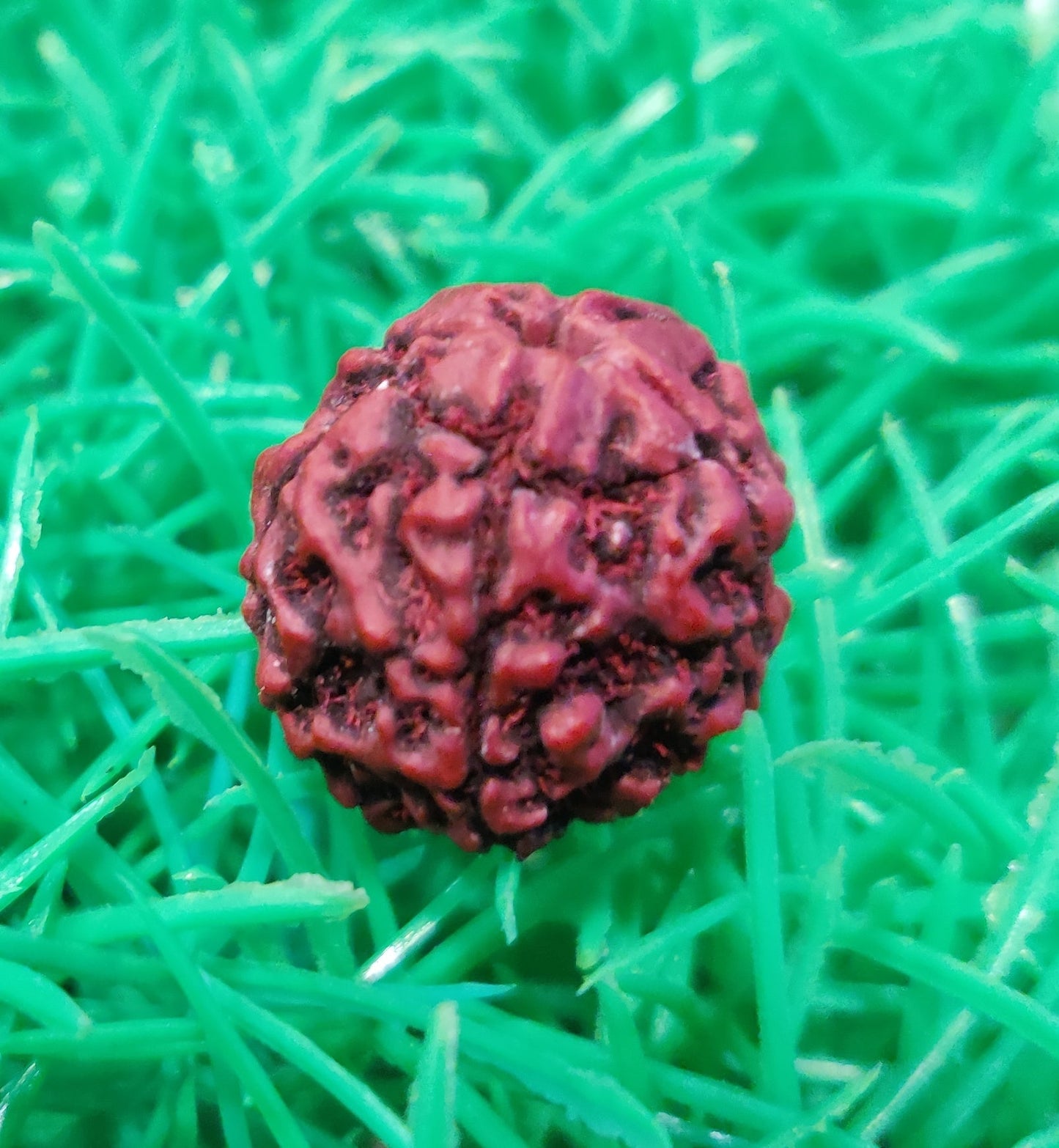 Rudraksha Original Certified 5 Face Rudraksha