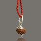 Close-up of Original 10 Mukhi Rudraksha Bead – Certified Das Mukhi Rudraksha for Protection and Spiritual Growth

