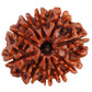 Certified 10 Face Rudraksha with Lab Report – Genuine Das Mukhi Rudraksha for Success and Energy Protection